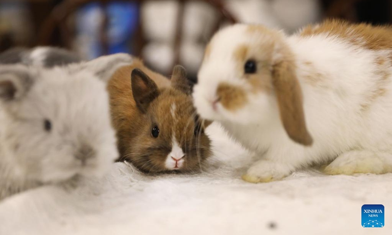 This photo taken on Jan. 20, 2023 shows several one-month-old pet rabbits at a rabbit cafe in Shenyang, capital of northeast China's Liaoning Province. As the upcoming Chinese Lunar New Year of the Rabbit approaches, a rabbit cafe in Shenyang has gained popularity among local residents. (Xinhua/Yao Jianfeng)