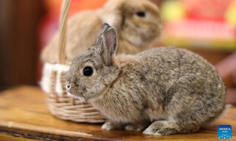 This photo taken on Jan. 20, 2023 shows pet rabbits at a rabbit cafe in Shenyang, capital of northeast China's Liaoning Province. As the upcoming Chinese Lunar New Year of the Rabbit approaches, a rabbit cafe in Shenyang has gained popularity among local residents. (Xinhua/Yao Jianfeng)