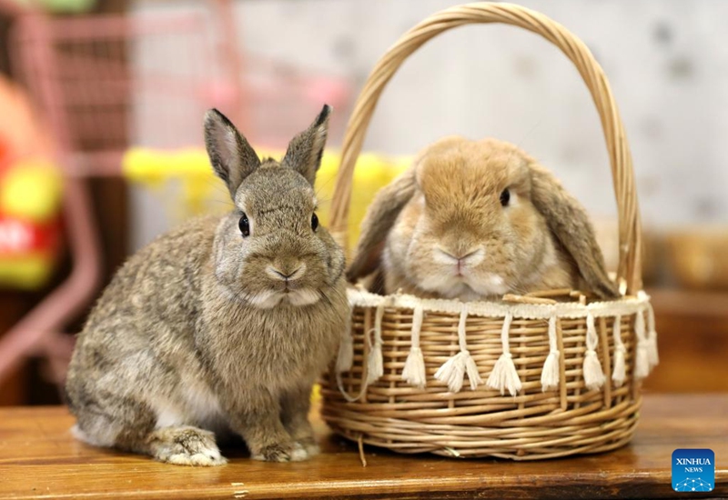 This photo taken on Jan. 20, 2023 shows pet rabbits at a rabbit cafe in Shenyang, capital of northeast China's Liaoning Province. As the upcoming Chinese Lunar New Year of the Rabbit approaches, a rabbit cafe in Shenyang has gained popularity among local residents. (Xinhua/Yao Jianfeng)