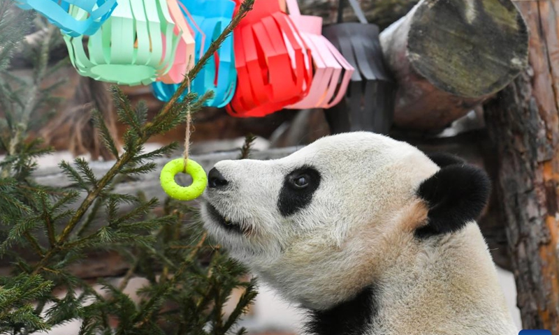 Giant panda Ruyi approaches festive decorations at the Moscow Zoo in Moscow, capital of Russia, Jan. 23, 2023. The Moscow Zoo prepared food and festive decorations for giant pandas to celebrate the Chinese Lunar New Year. (Xinhua/Cao Yang)
