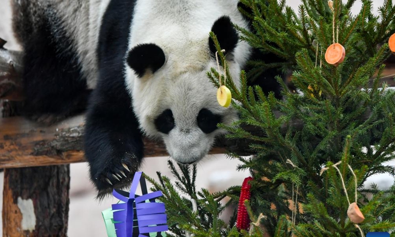 Giant panda Dingding plays with festive decorations at the Moscow Zoo in Moscow, capital of Russia, Jan. 23, 2023. The Moscow Zoo prepared food and festive decorations for giant pandas to celebrate the Chinese Lunar New Year. (Xinhua/Cao Yang)