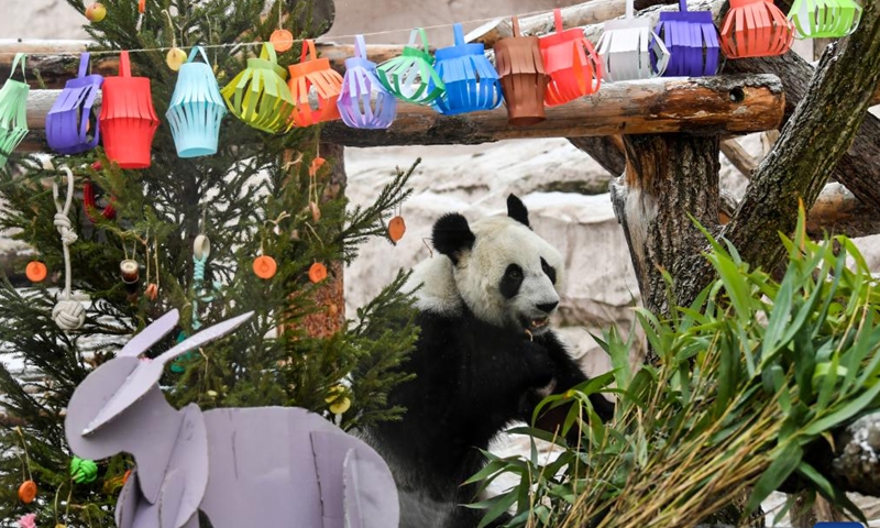 Giant panda Dingding sits beside festive decorations at the Moscow Zoo in Moscow, capital of Russia, Jan. 23, 2023. The Moscow Zoo prepared food and festive decorations for giant pandas to celebrate the Chinese Lunar New Year. (Xinhua/Cao Yang)