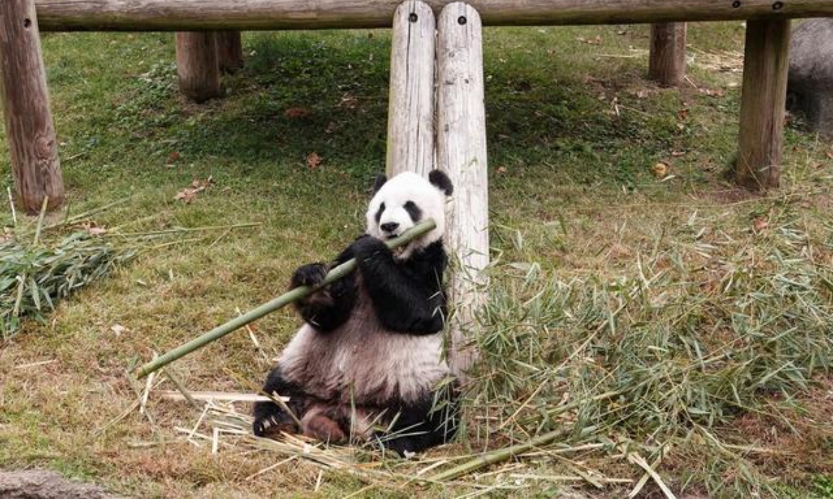 Giant panda Le Le Photo: Xinhua