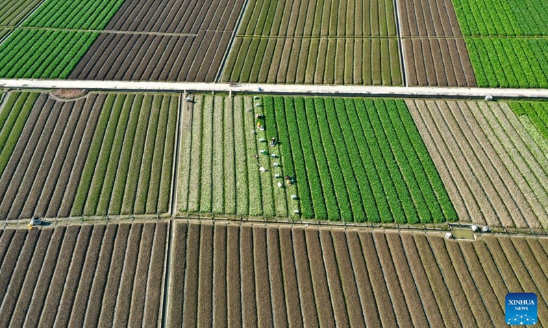 This aerial photo taken on Jan. 30, 2023 shows farmers harvesting vegetables in a field in Nantong Township of Minhou County, southeast China's Fujian Province.(Photo: Xinhua)