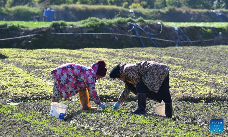 Farmers weeds in a field in Nantong Township of Minhou County, southeast China's Fujian Province, Jan. 30, 2023.(Photo: Xinhua)