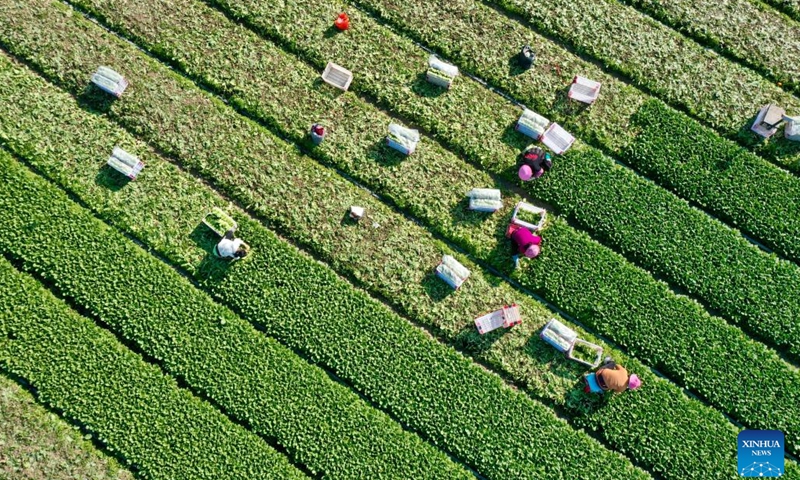 This aerial photo taken on Jan. 30, 2023 shows farmers harvesting vegetables in a field in Nantong Township of Minhou County, southeast China's Fujian Province.(Photo: Xinhua)
