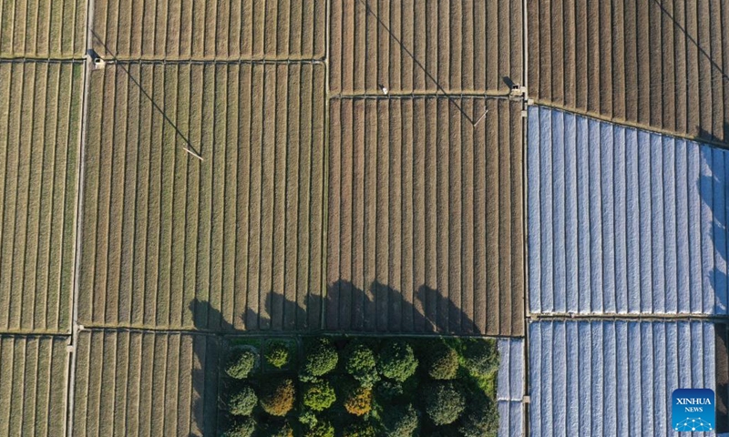 This aerial photo taken on Jan. 31, 2023 shows a vegetable planting area in Nantong Township of Minhou County, southeast China's Fujian Province.(Photo: Xinhua)