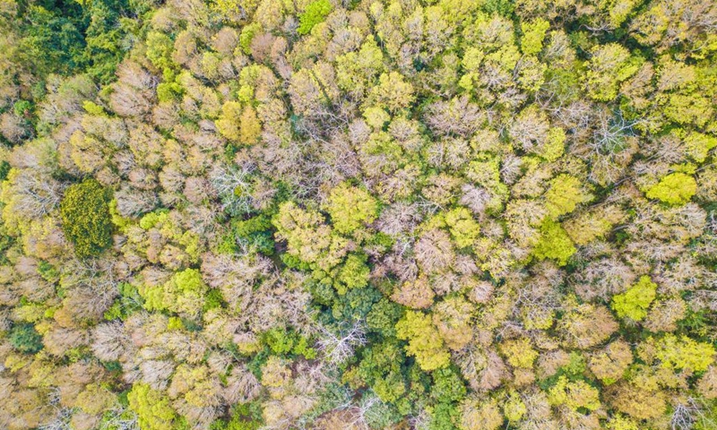 This aerial photo taken on Jan. 26, 2023 shows the Wuzhishan section of the Hainan Tropical Rainforest National Park in Wuzhishan City, south China's Hainan Province.(Photo: Xinhua)