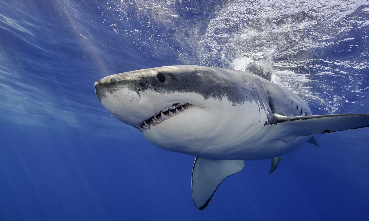 Great white shark. Photo: VCG