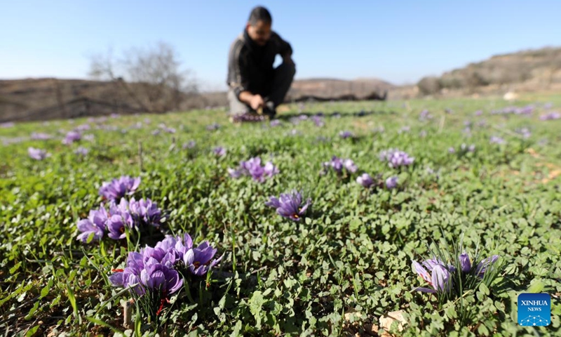 Palestinian farmer Jaber Bani Taha collects saffron flowers at a farm in the West Bank city of Nablus, on Dec. 2, 2022. Jaber Bani Taha, a Nablus-based Palestinian, has succeeded in leaving a mark in saffron cultivation as he was the first-ever farmer who planted saffron in the West Bank.(Photo: Xinhua)