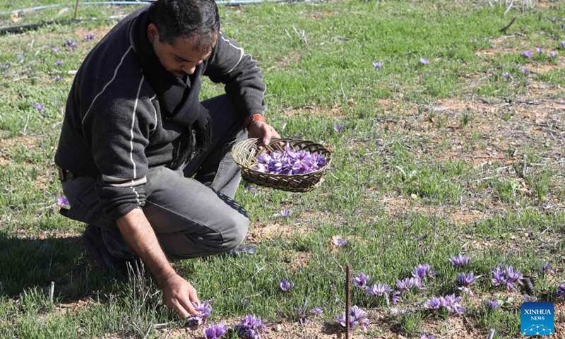 Palestinian farmer Jaber Bani Taha collects saffron flowers at a farm in the West Bank city of Nablus, on Dec. 2, 2022. Jaber Bani Taha, a Nablus-based Palestinian, has succeeded in leaving a mark in saffron cultivation as he was the first-ever farmer who planted saffron in the West Bank.(Photo: Xinhua)
