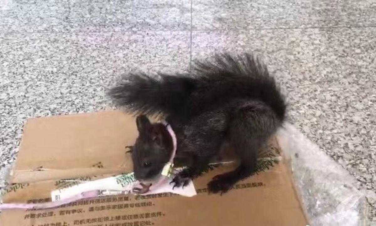 The first squirrels trained in China to detect drugs will be deployed in southwest China's Chongqing Municipality to search for drugs in a complex environment of places such as logistics warehouses and delivery stations.Photo:IC 