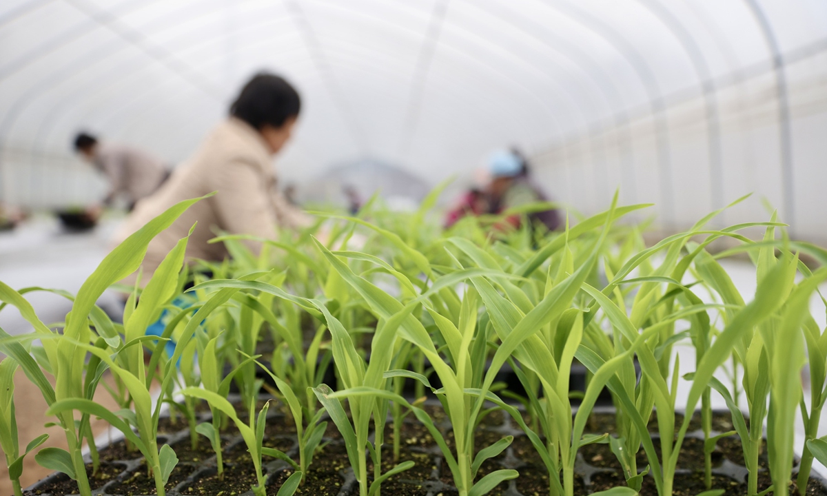 Farmers move corn seedlings into a greenhouse and nurture them in Jiande, East China's Zhejiang Province on February 8, 2023. China will improve the yields of soybeans and corn in 2023 as a key task, according to the Ministry of Agriculture and Rural Affairs. Photo: VCG
