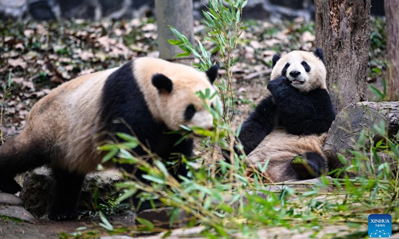 Giant pandas feed on bamboo at the Dujiangyan base of the China Conservation and Research Center for Giant Panda in Dujiangyan, southwest China's Sichuan Province, Feb. 15, 2023.(Photo: Xinhua)