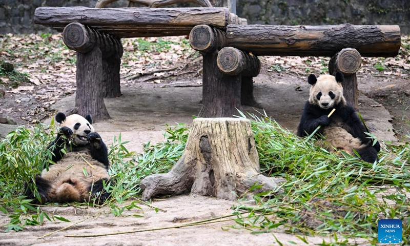 Giant pandas feed on bamboo at the Dujiangyan base of the China Conservation and Research Center for Giant Panda in Dujiangyan, southwest China's Sichuan Province, Feb. 15, 2023.(Photo: Xinhua)