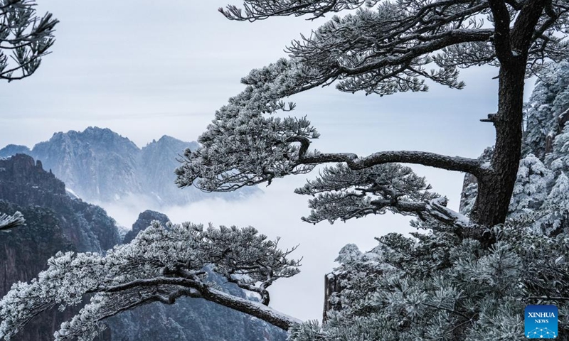 This photo taken on Feb. 14, 2023 shows the rime scenery on the Huangshan Mountain, east China's Anhui Province. Rime scenery appeared on the Huangshan Mountain Tuesday after a sudden drop of air temperature.(Photo: Xinhua)