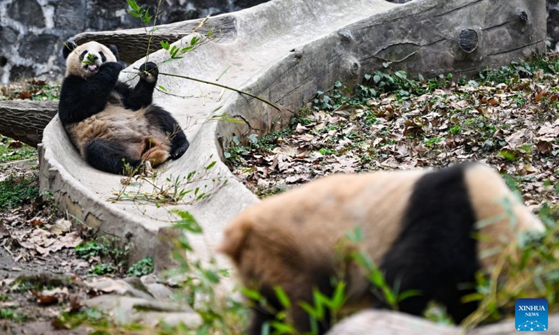 A giant panda feeds on bamboo at the Dujiangyan base of the China Conservation and Research Center for Giant Panda in Dujiangyan, southwest China's Sichuan Province, Feb. 15, 2023.(Photo: Xinhua)