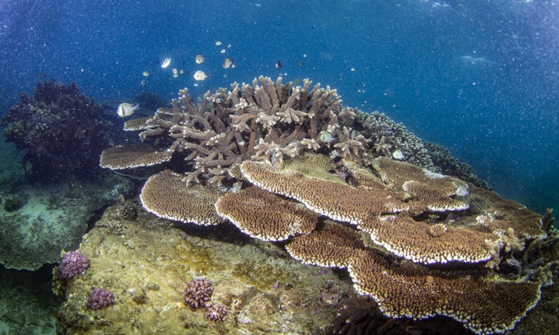 Photo taken on June 8, 2022 shows corals in the waters of Fenjiezhou Island of Hainan Province, south China.(Photo: Xinhua)