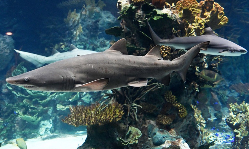 Photo taken on July 5, 2022 shows critically-endangered sand tiger sharks in the Scientific Center aquarium, in Hawalli Governorate, Kuwait.(Photo: Xinhua)