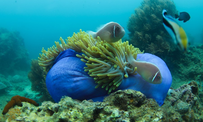 Photo taken on May 28, 2020 shows fishes and sea anemone at a marine ranch in the sea area of Wuzhizhou Island in Sanya, south China's Hainan Province.(Photo: Xinhua)