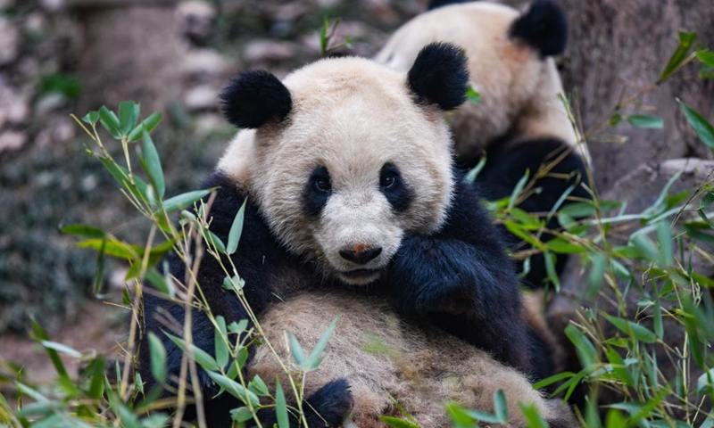 Giant pandas feed on bamboo at the Dujiangyan base of the China Conservation and Research Center for Giant Panda in Dujiangyan, southwest China's Sichuan Province, Feb. 15, 2023.(Photo: Xinhua)
