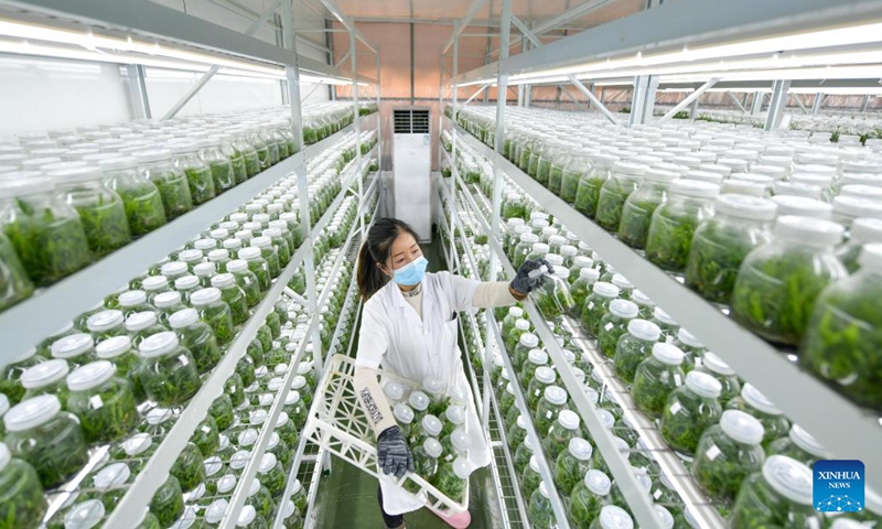 A worker takes care of seedlings at a tissue culture room of a seedling breeding base in Guandong Township of Congjiang County in Qiandongnan Miao and Dong Autonomous Prefecture, southwest China's Guizhou Province, Feb. 14, 2023. Spring ploughing and seedling raising have started in Qiandongnan Miao and Dong Autonomous Prefecture recently as temperature gradually rises.(Photo: Xinhua)