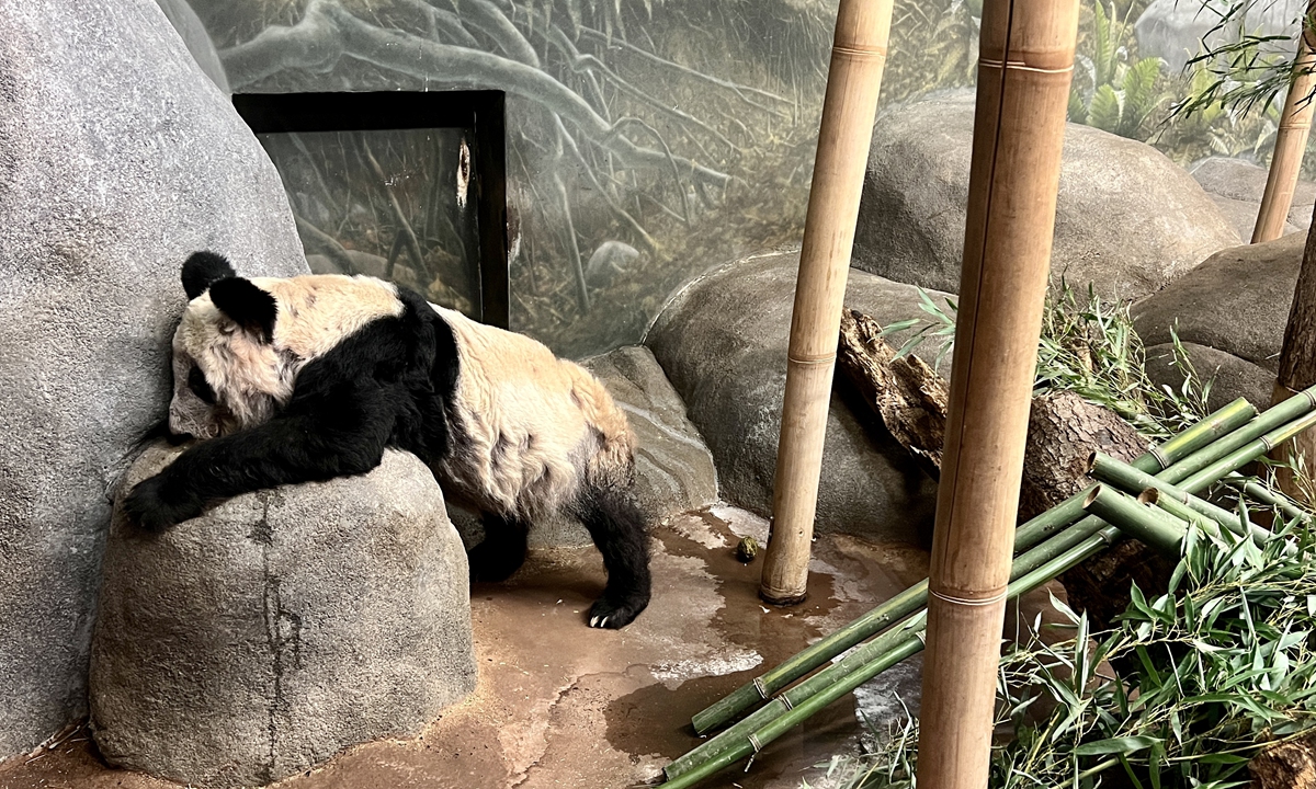 Giant panda Ya Ya is at the the Memphis Zoo in the US on February 14. Photo: IC