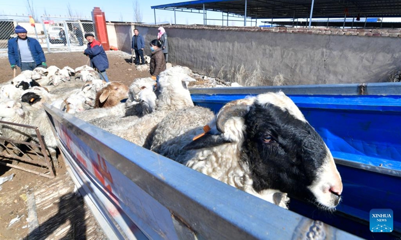 Sheep are loaded onto a truck in Huanghuatan Town in Gulang County, northwest China's Gansu Province, Feb. 15, 2023. In recent years, Gulang has been vigorously developing cattle and sheep breeding industry in a bid to promote rural revitalization and high-quality development.(Photo: Xinhua)
