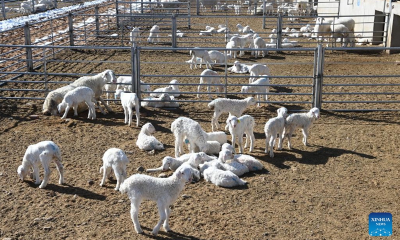 Newly born lambs are pictured in a sheep breeding farm in Gulang County, northwest China's Gansu Province, Feb. 15, 2023. In recent years, Gulang has been vigorously developing cattle and sheep breeding industry in a bid to promote rural revitalization and high-quality development.(Photo: Xinhua)