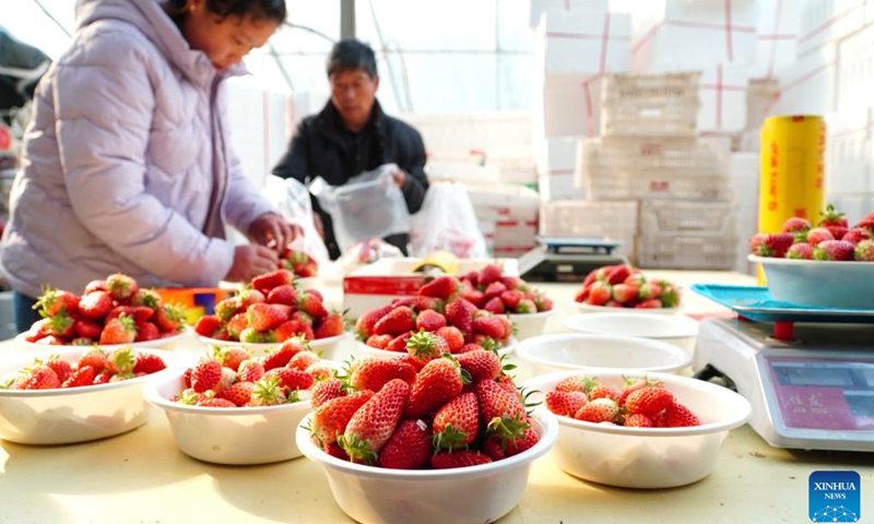 Villagers weigh and pack up freshly-picked strawberries in Wuyan Village of Dongping County, east China's Shandong Province, Feb. 16, 2023. Strawberries have entered the harvest season in Dongping County. Villagers are busy picking strawberries to meet market demands.(Photo: Xinhua)