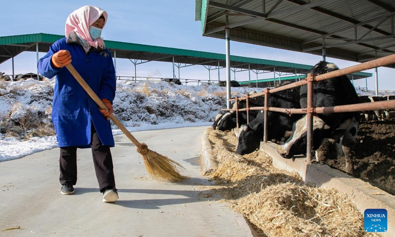 A staff member cleans the cowshed at a beef cattle breeding base in Xijing Town, Gulang County, northwest China's Gansu Province, Feb. 15, 2023. In recent years, Gulang has been vigorously developing cattle and sheep breeding industry in a bid to promote rural revitalization and high-quality development.(Photo: Xinhua)