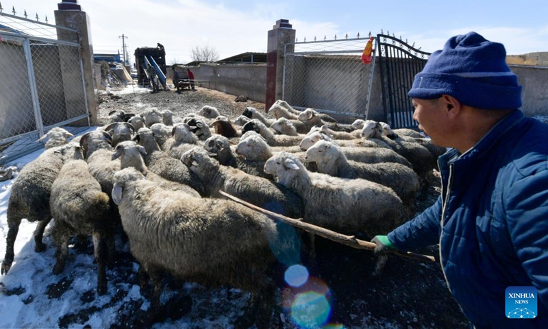 A villager drives sheep out of their pens for sale in Huanghuatan Town of Gulang County, northwest China's Gansu Province, Feb. 15, 2023. In recent years, Gulang has been vigorously developing cattle and sheep breeding industry in a bid to promote rural revitalization and high-quality development.(Photo: Xinhua)