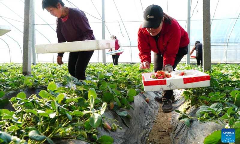 Villagers weigh and pack up freshly-picked strawberries in Wuyan Village of Dongping County, east China's Shandong Province, Feb. 16, 2023. Strawberries have entered the harvest season in Dongping County. Villagers are busy picking strawberries to meet market demands.(Photo: Xinhua)