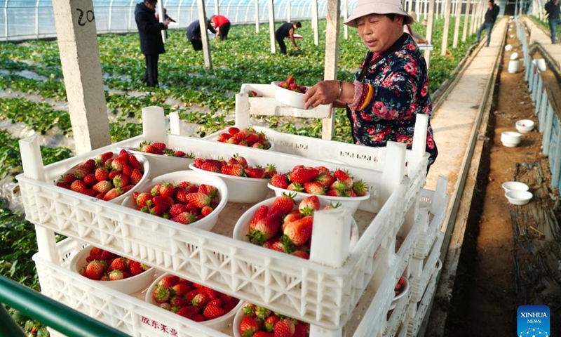 A villager arranges freshly-picked strawberries in a greenhouse in Wuyan Village of Dongping County, east China's Shandong Province, Feb. 16, 2023. Strawberries have entered the harvest season in Dongping County. Villagers are busy picking strawberries to meet market demands.(Photo: Xinhua)
