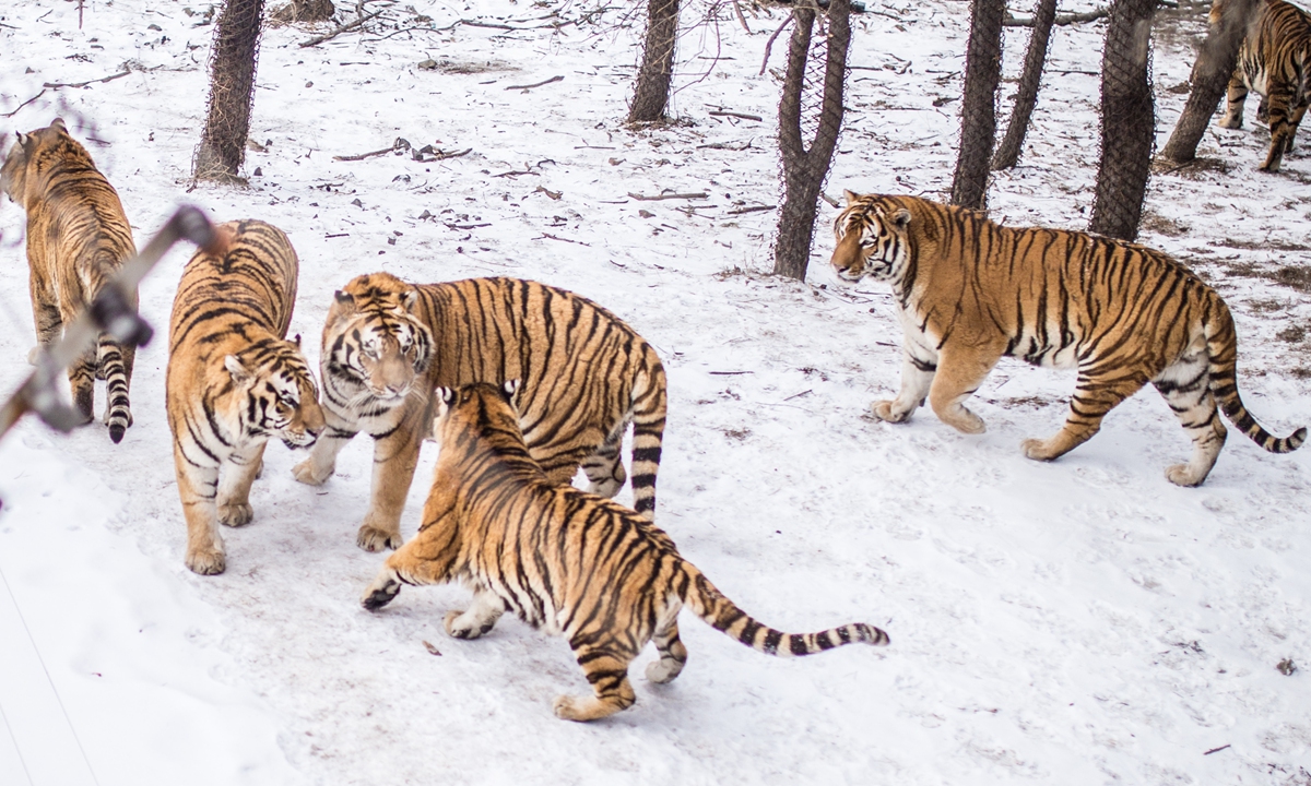 Siberian tigers Photo: Shan Jie/GT