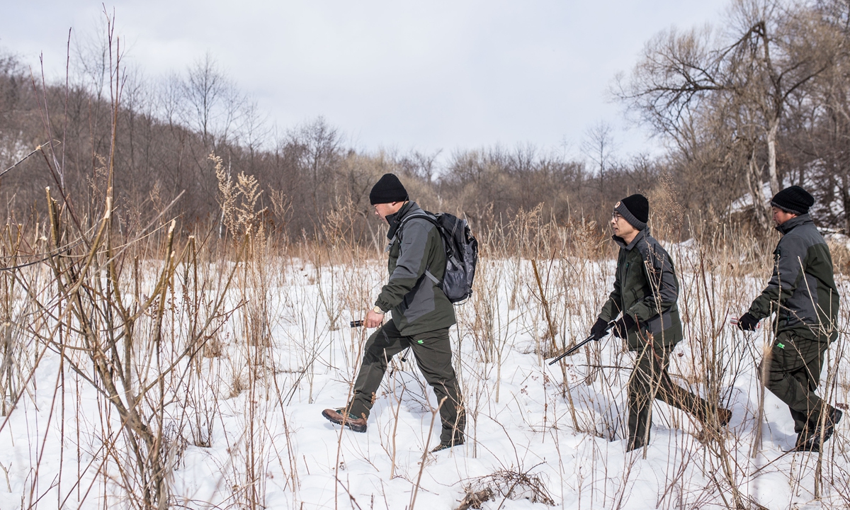 Sightings of Siberian tigers increase in Northeast China national park -  Global Times