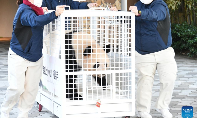 Staff members transfer giant panda Ouhin at Adventure World in Shirahama, Wakayama prefecture, Japan, Feb. 22, 2023. The 30-year-old male panda Eimei, along with his eight-year-old Japan-born twin daughters Ouhin and Touhin, has left their current home at Adventure World, a theme park in the town of Shirahama to fly back to China on Wednesday.(Photo: Xinhua)
