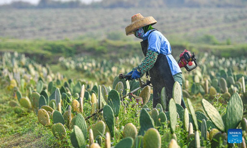 An employee works at a cactus planting base in Danzhou, south China's Hainan Province, Feb. 20, 2023. This cactus planting base covers an area of more than 1,300 mu (about 86 hectares). It has integrated agriculture, technology and tourism to boost local employment and economy.(Photo: Xinhua)
