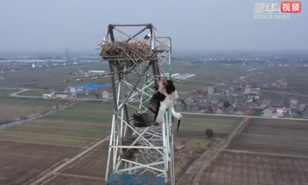 A oriental white stork was spotted trapped within the steel wire next to an electricity tower, with its two legs caught on the steel wire and headfirst hanging in the air.Photo:screenshot