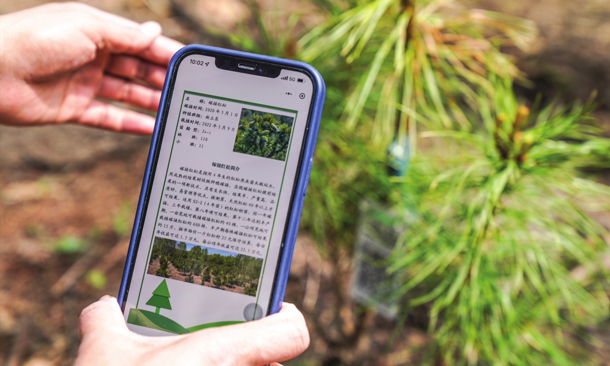A visitor scans a code with a mobile phone to access information about the trees at a red pine grafting and breeding base in Yichun, Heilongjiang Province,on May 19, 2022.Photo:Xinhua