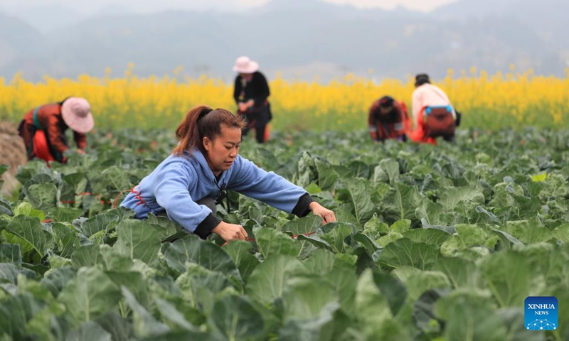 Farmers take care of vegetables in a field in Guandong Township of Congjiang County, Qiandongnan Miao and Dong Autonomous Prefecture, southwest China's Guizhou Province, Feb. 18, 2023.(Photo: Xinhua)