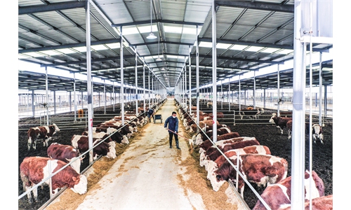 Cattle feeding and breeding