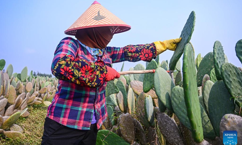 An employee harvests cacti at a cactus planting base in Danzhou, south China's Hainan Province, Feb. 20, 2023. This cactus planting base covers an area of more than 1,300 mu (about 86 hectares). It has integrated agriculture, technology and tourism to boost local employment and economy.(Photo: Xinhua)