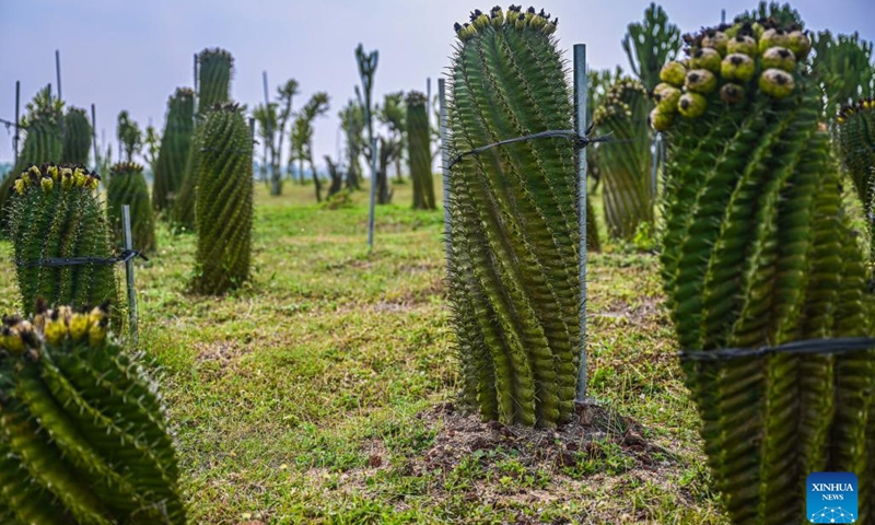 This photo taken on Feb. 20, 2023 shows ornamental cacti grown at a cactus planting base in Danzhou, south China's Hainan Province. This cactus planting base covers an area of more than 1,300 mu (about 86 hectares). It has integrated agriculture, technology and tourism to boost local employment and economy.(Photo: Xinhua)
