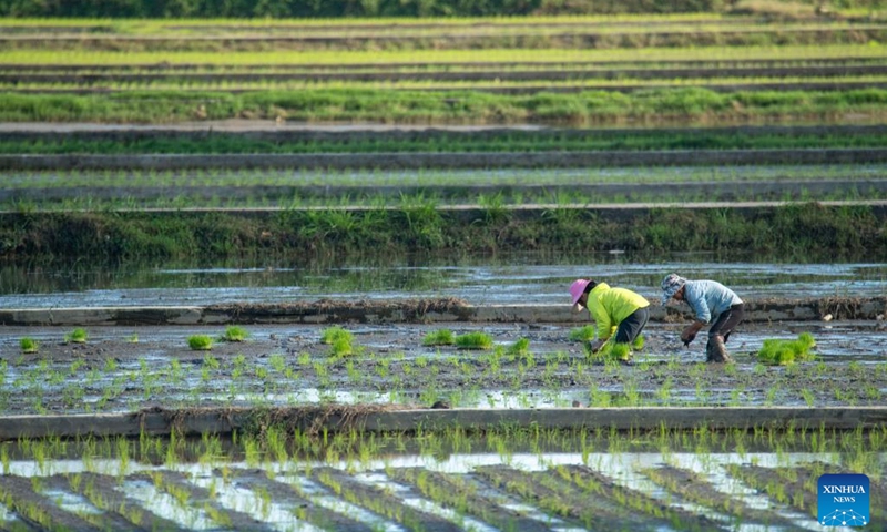 Farmers work in the field in Jiaji Town of Qionghai City, south China's Hainan Province, Feb. 19, 2023. In early spring, as temperatures gradually rise, farmers across the country are actively engaged in spring ploughing and preparations for farming activities.(Photo: Xinhua)