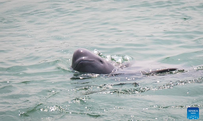 A finless porpoise swims in the Yangtze River in Yichang, central China's Hubei Province, May 11, 2021.(Photo: Xinhua)