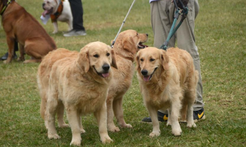 This photo taken on Feb. 25, 2023 shows dogs attending a national dog show held in Kampala, Uganda. (Photo by Nicholas Kajoba/Xinhua)