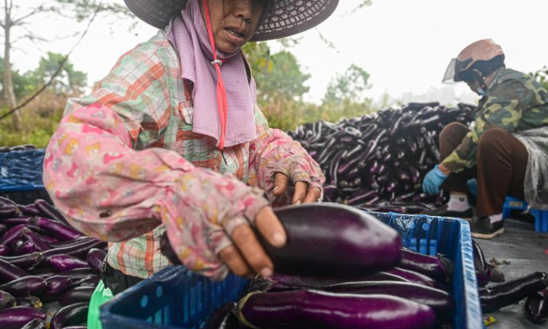 Farmers sort eggplants in Poxin Township of Tunchang County, south China's Hainan Province, Feb. 14, 2023.

Many fruits and vegetable in China's tropical Hainan Province have entered their harvest season in early spring. (Xinhua/Pu Xiaoxu)