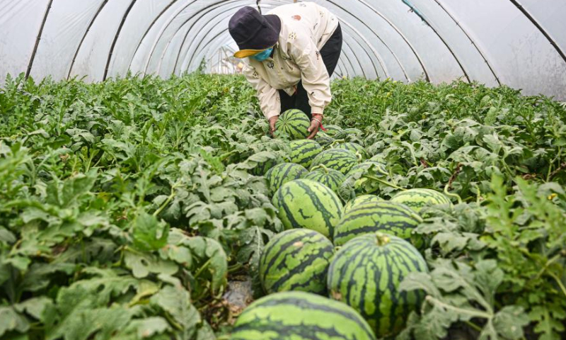A farmer harvests watermelons in Zhonghe Township of Danzhou, south China's Hainan Province, Feb. 24, 2023.

Many fruits and vegetable in China's tropical Hainan Province have entered their harvest season in early spring. (Xinhua/Pu Xiaoxu)