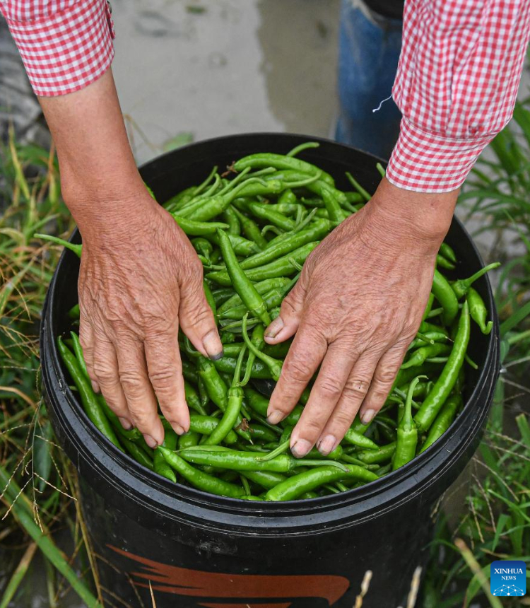 A farmer puts away freshly harvested green peppers in Poxin Township of Tunchang County, south China's Hainan Province, Feb. 14, 2023.

Many fruits and vegetable in China's tropical Hainan Province have entered their harvest season in early spring. (Xinhua/Pu Xiaoxu)